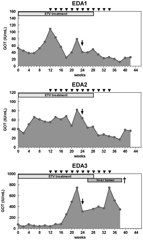 Liver transaminase GOT levels of woodchucks with combination treatment.