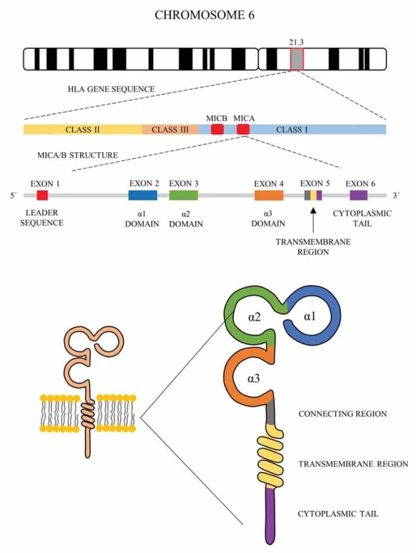 Struktura genů a proteinů MICA a MICB. Převzato z Machuldová et al., 2021 [49].