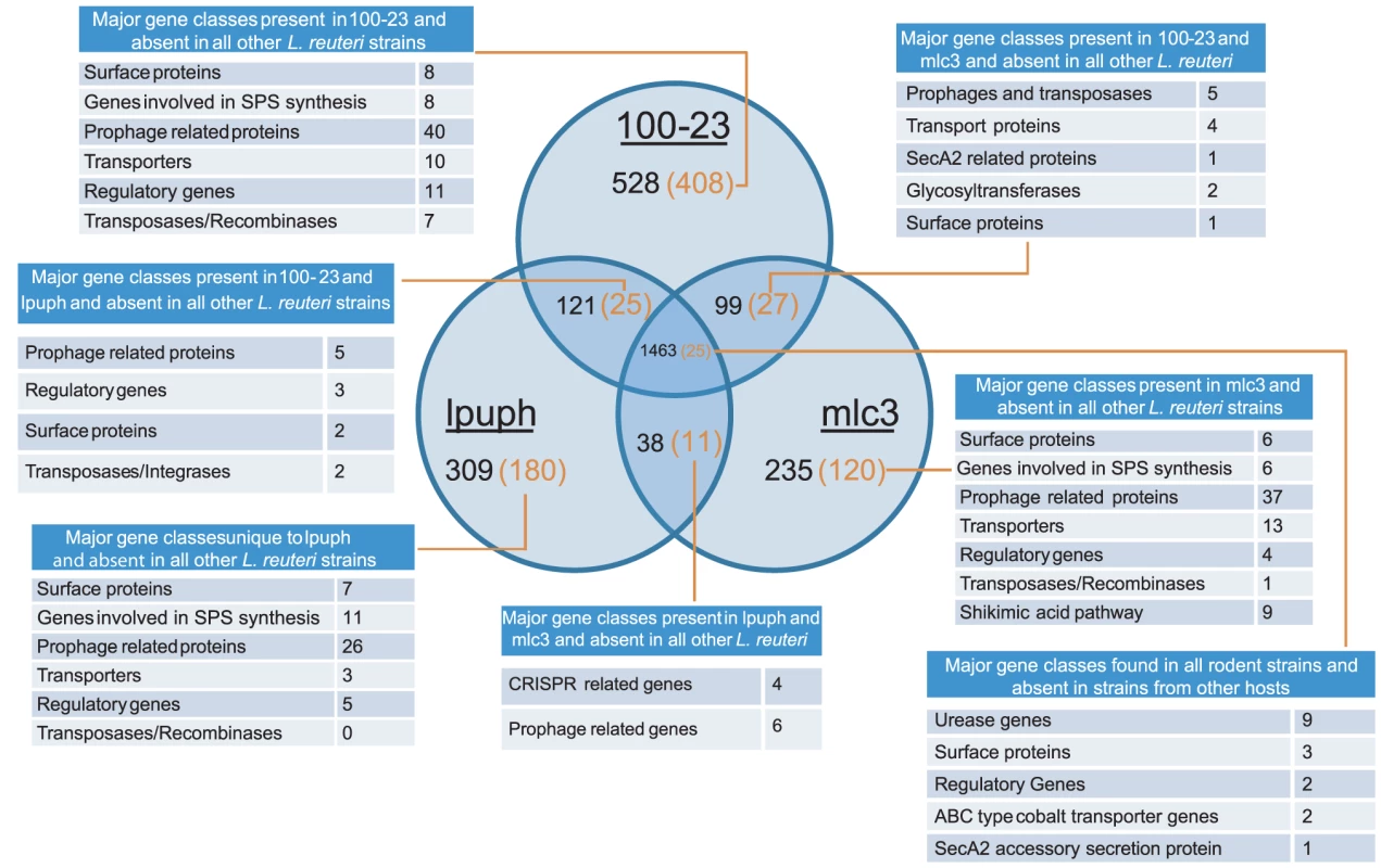 The pan-genome of <i>L. reuteri</i> strains originating from rodents.