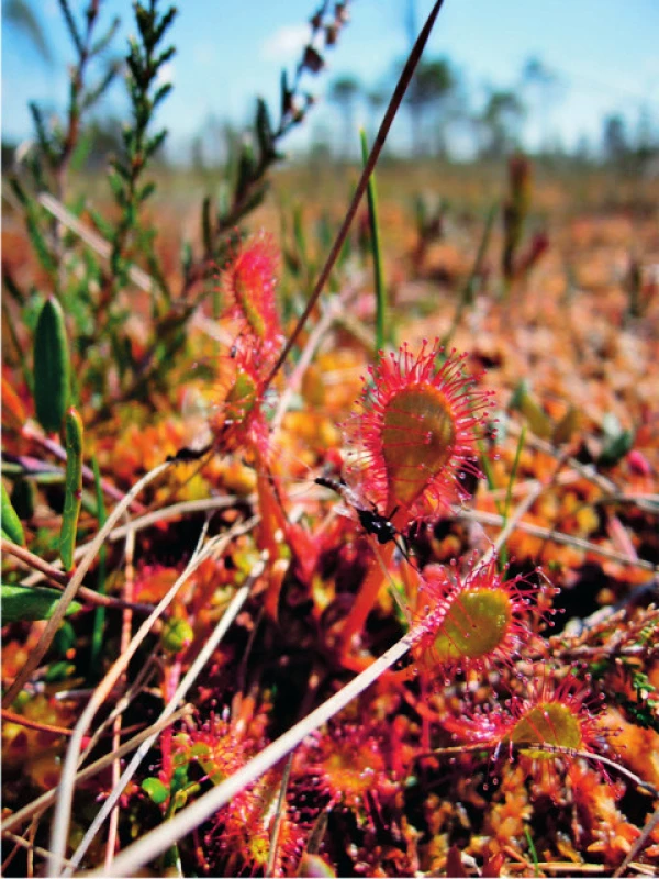 Rosnatka <i>Drosera sp.</i> s „ukořistěnou“ jepicí
Foto: PhDr. Ivo Králíček, Ph.D.
