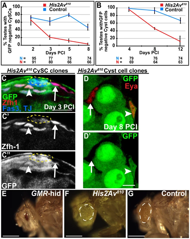 <i>His2Av</i> is required cell autonomously for CySC maintenance but not for somatic cyst cell differentiation.