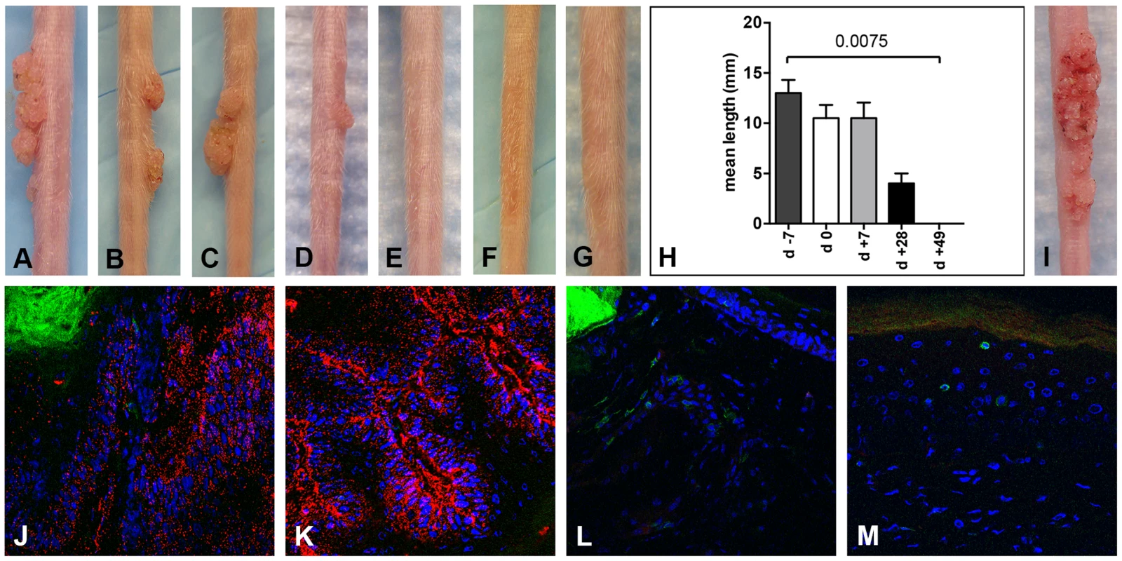 CD3<sup>+</sup> T cell depletion allows papilloma formation in Cr:ORL SENCAR mice.