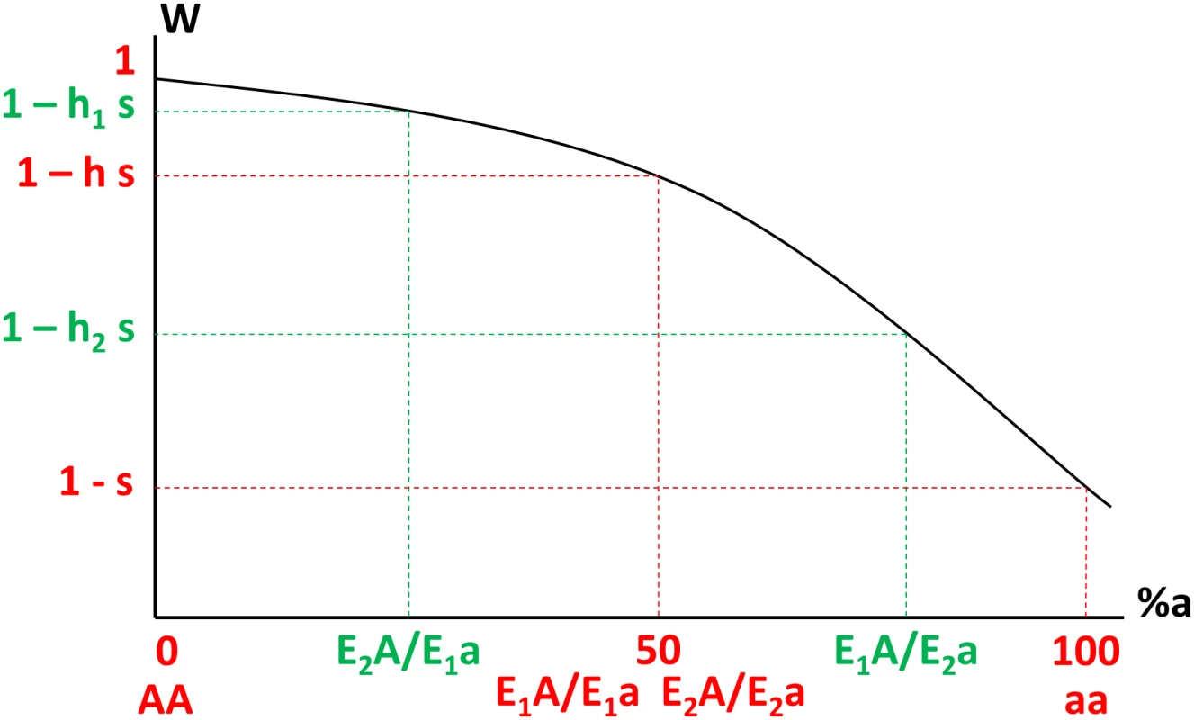 Variation of fitness (W, y-axis) as a function of the percentage of defective proteins noted %a (x-axis, from 0% in AA homozygotes to 100% in aa homozygotes) in different genotypes, where E1 and E2 are the weaker and stronger enhancer alleles respectively (e<sub>2</sub> > e<sub>1</sub>).