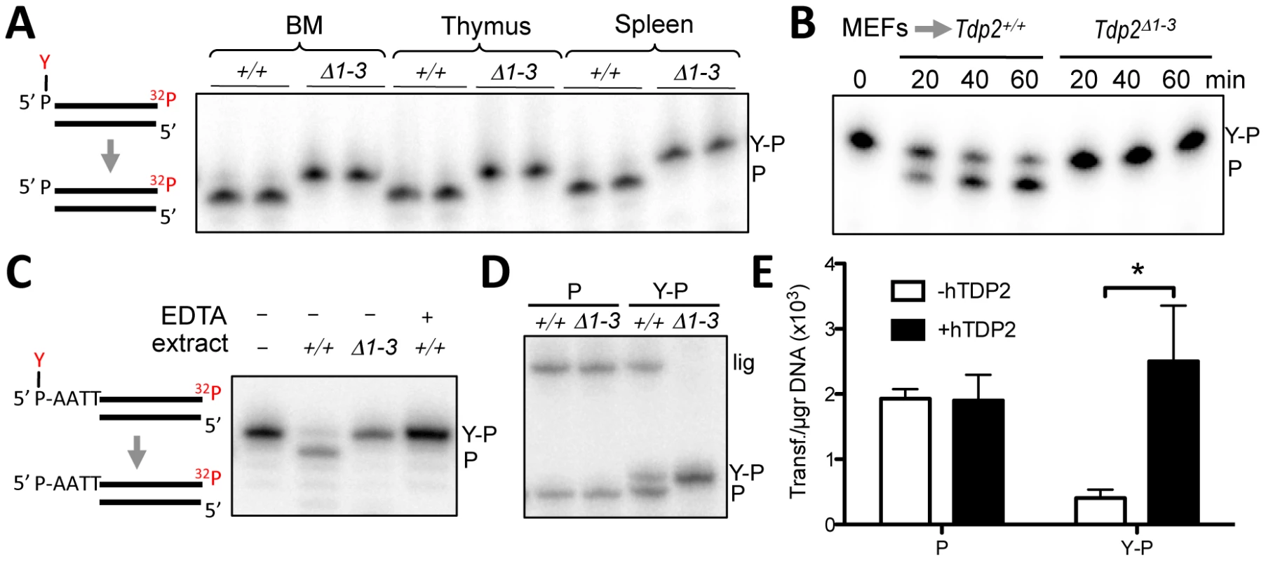 Deletion of <i>Tdp2</i> in mouse abolishes 5′-TDP activity and ligation of 5′ phosphotyrosine-blocked ends.