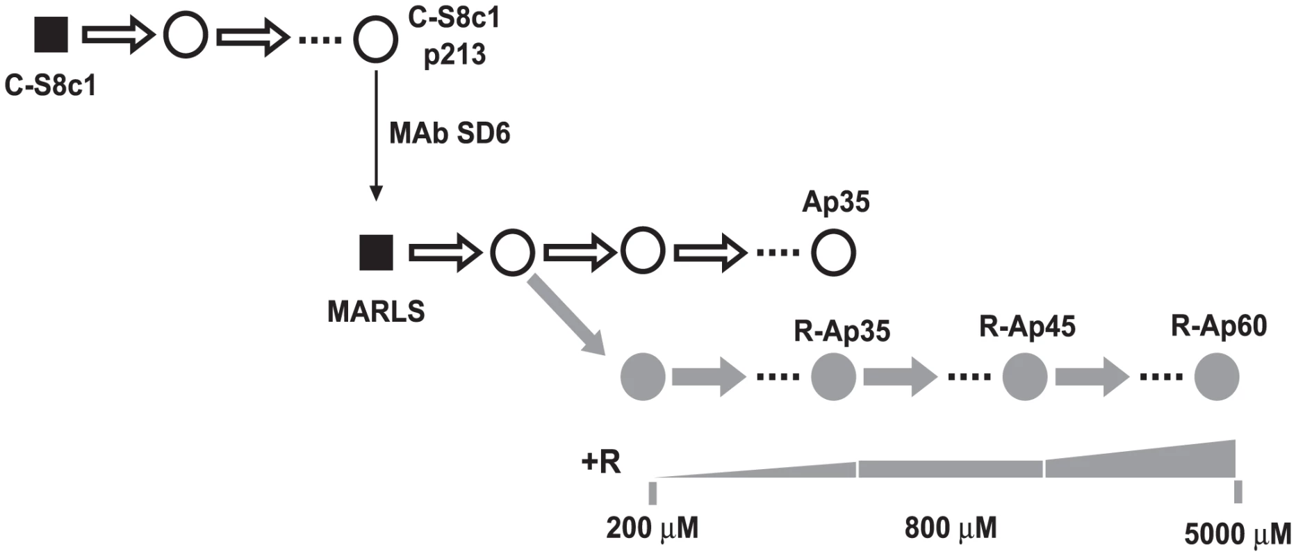 Passage history of FMDV in the presence of increasing cencentrations of ribavirin.