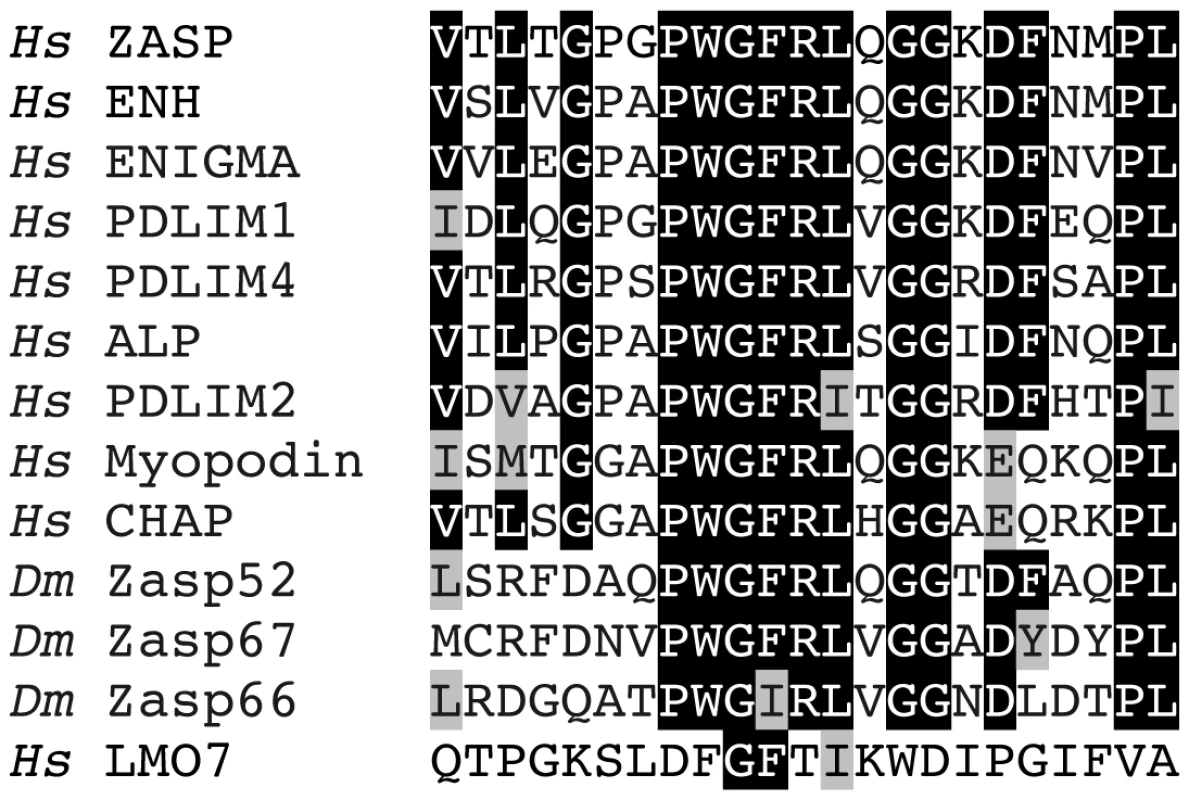 The Zasp PDZ domain.