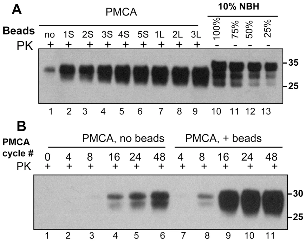 Beads improve the yield and rate of PrP<sup>Sc</sup> conversion.