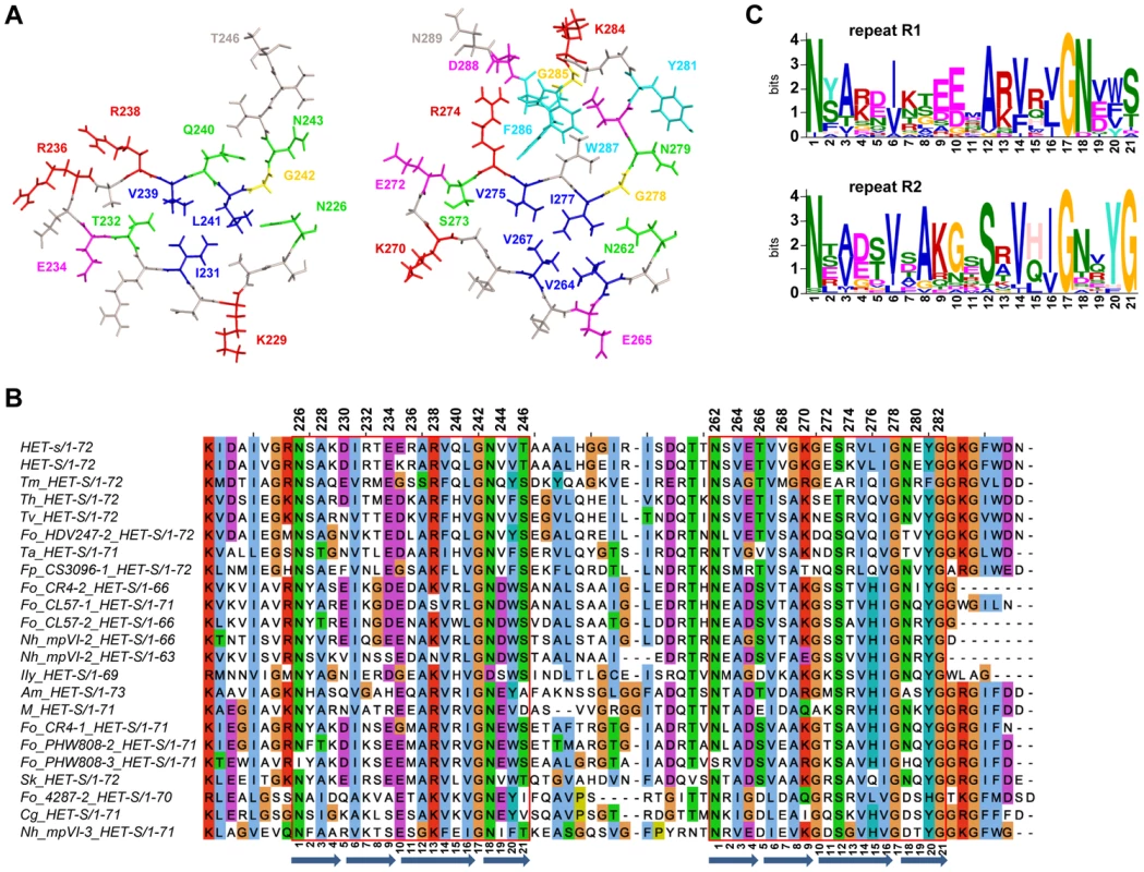 Structure and sequence conservation of the HET-s prion forming domain.