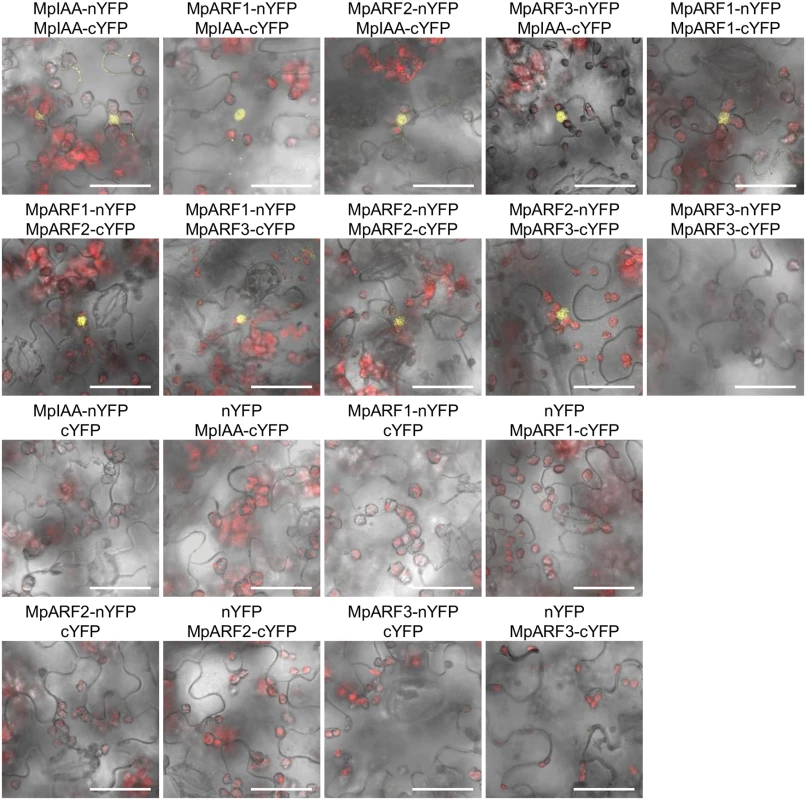 Protein-protein interactions between MpIAA and MpARFs <i>in planta</i>.