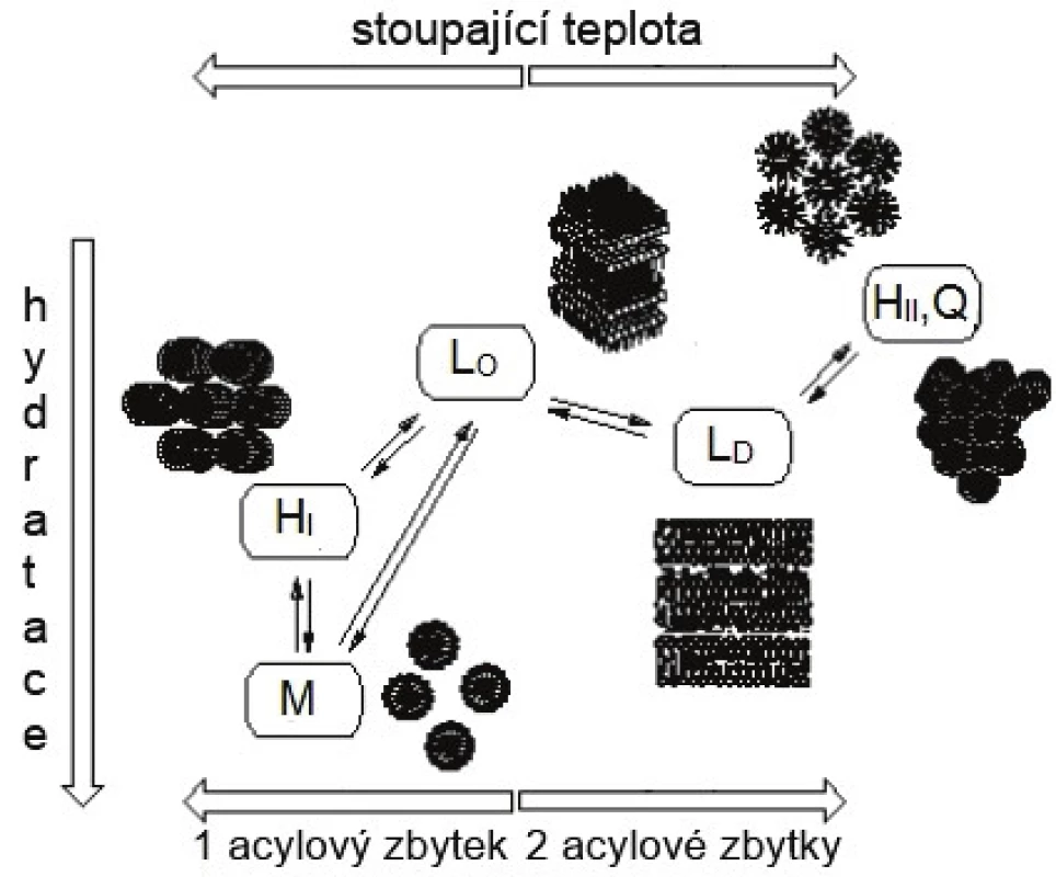 Fázové přechody: M – micelární roztok, HI, II hexagonální fáze, LO, D lamelární fáze, Q kubická fáze [12] (upraveno podle Brown and Wolker [13], Gennis [14] and Marsh [15]). 