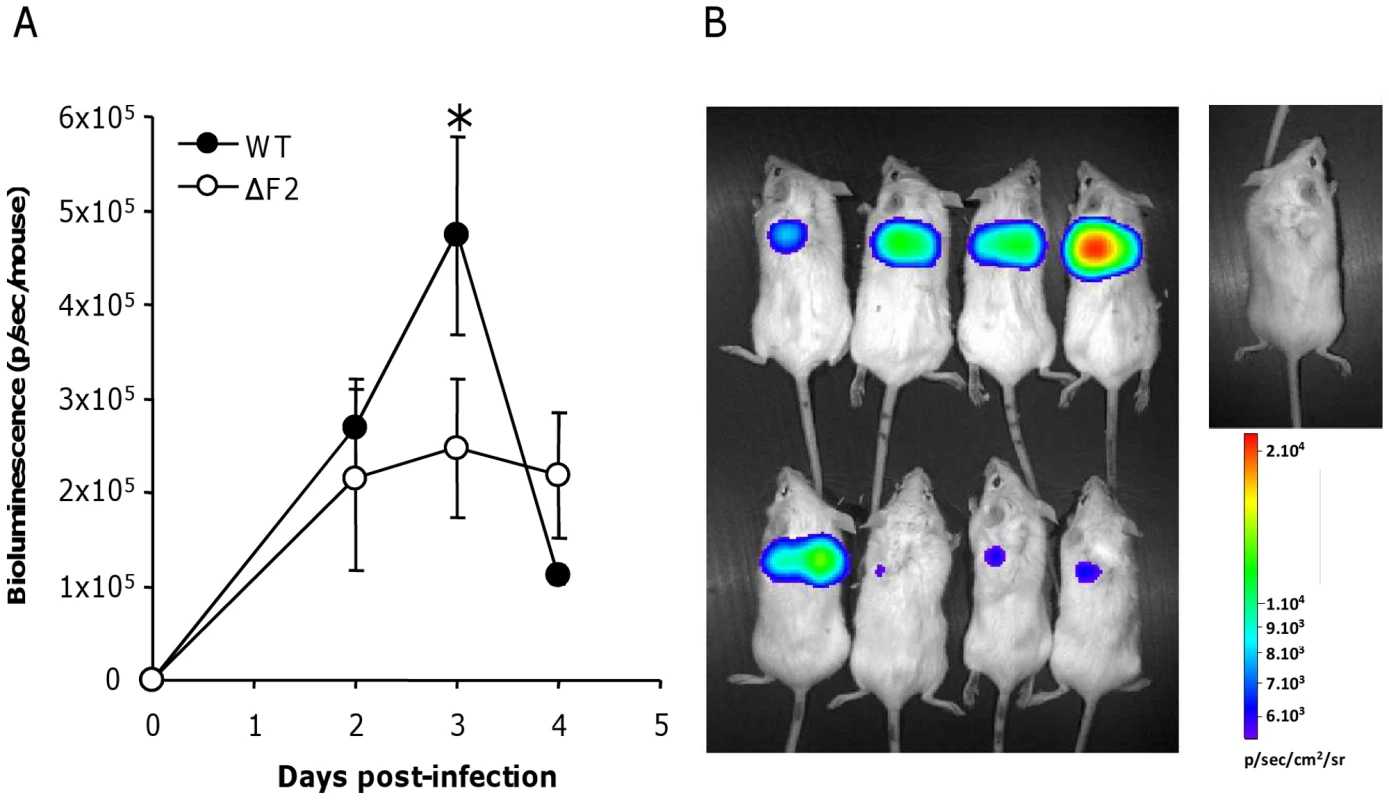 NF-κB luminescence in the lungs of wt and ΔF2 IAV-infected mice.