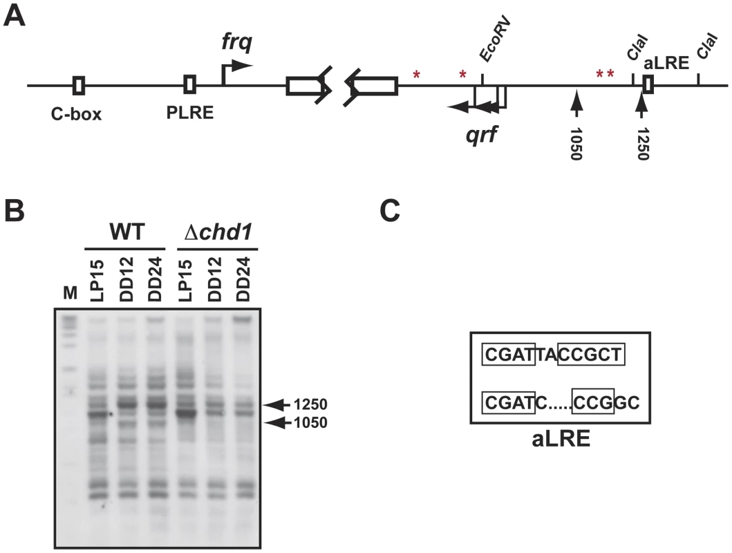 CHD1 is needed for remodeling at <i>frq</i>.