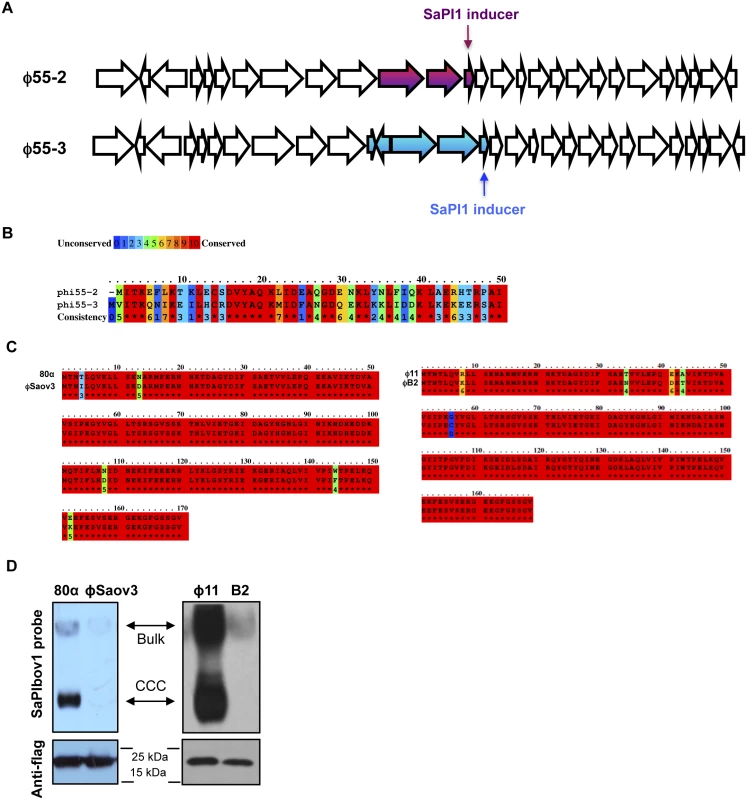 Coevolved SaPIs block phage reproduction.