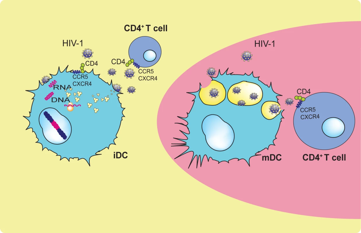 Proposed major roles of iDCs and mDCs during HIV disease progression.