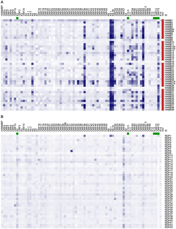 Heatmap showing seroreactivity of HAMB and RDP subjects to each antigen.