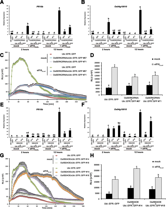 <i>OsSERK2</i> and <i>XB24</i> are involved in EFR signaling in rice.