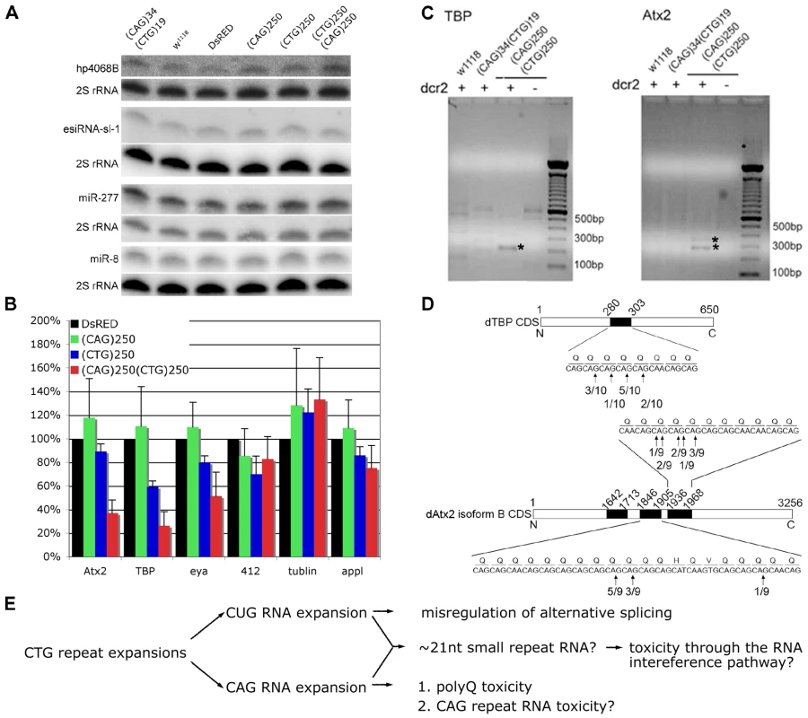 Expression of expanded (CAG) and (CTG) repeat transcripts disrupts expression of genes containing short triplet repeat stretches.