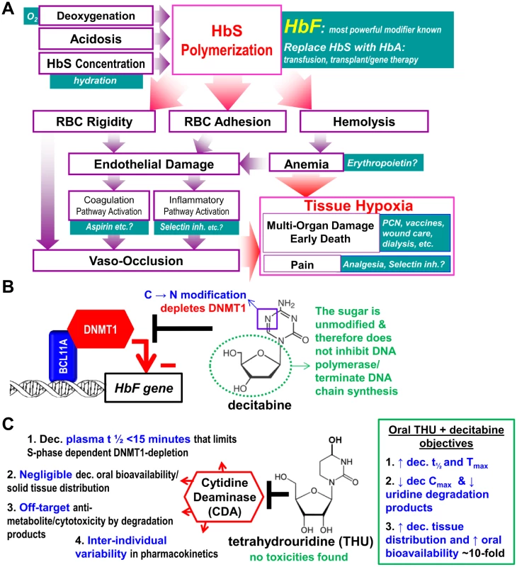 Fetal hemoglobin (HbF) blocks polymerization of deoxy sickle hemoglobin (HbS), the root cause of sickle cell disease (SCD) pathophysiology, and is the most powerful known disease modifier.