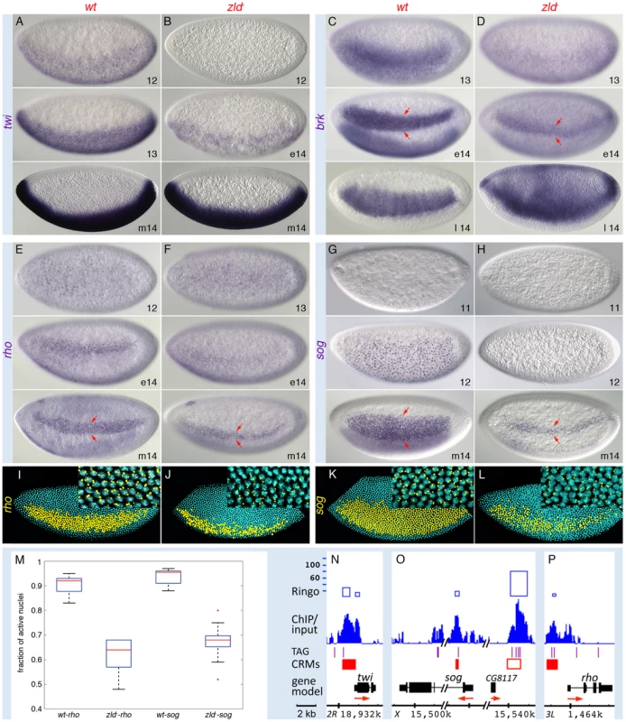 Zld potentiates Dl morphogentic activity.