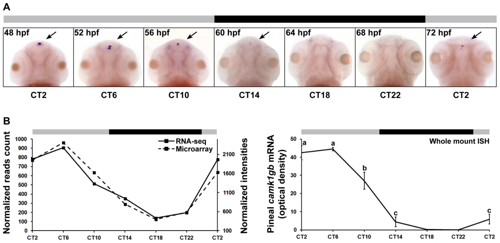 <i>camk1gb</i> spatio-temporal expression.