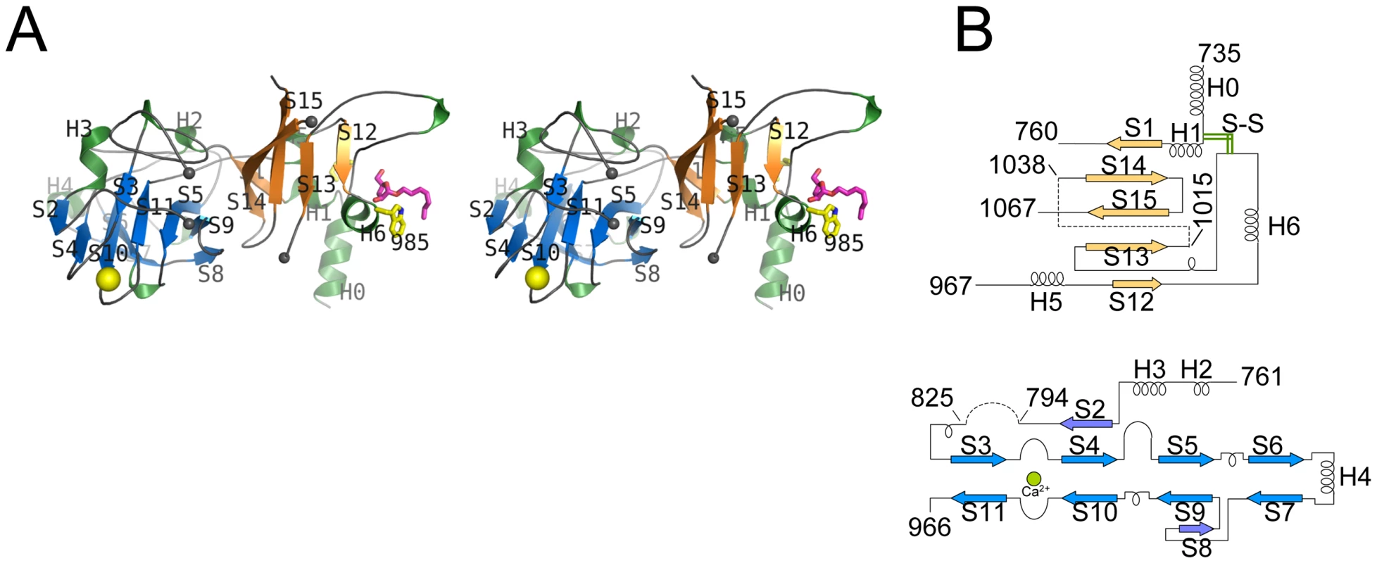 Stereo diagram of EmbC<sup>CT</sup> and topology of its subdomains.