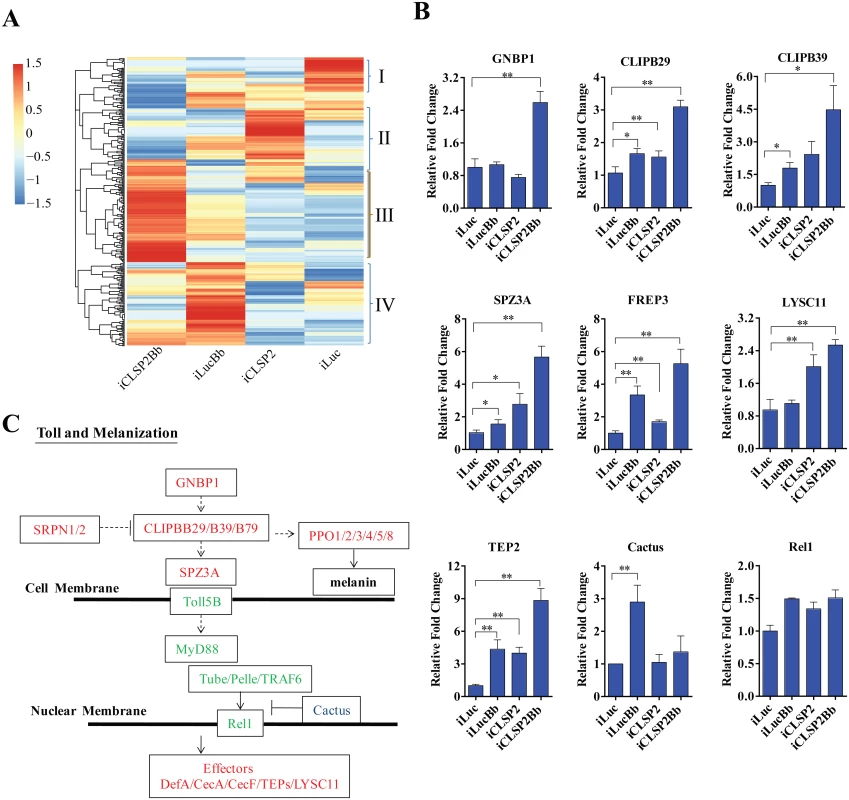Transcriptome analysis of CLSP2 modulation of <i>Ae</i>. <i>aegypti</i> immune genes.