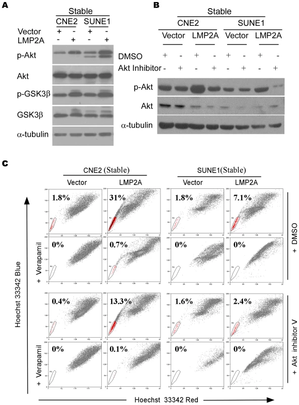 Akt contributes to the enhancement of the SP by LMP2A.