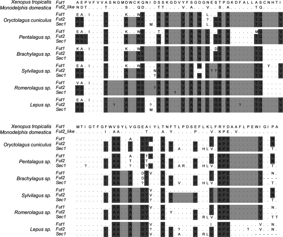 Alignment of the catalytic domain of α1,2fucosyltransferases for 6 leporid species illustrating the gene conversion events.