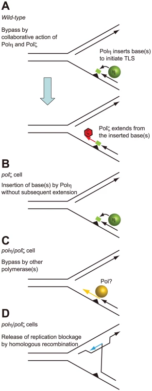 Model for the sequential action of Polη and Polζ in <i>wild-type</i>, <i>polζ</i>, and <i>polη/polζ</i> clones.