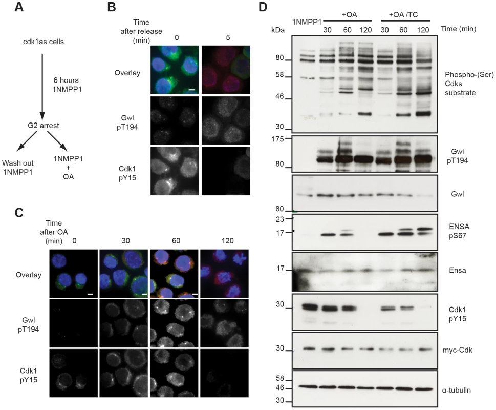Testing Gwl and Ensa/ARPP19 phosphorylation in the G2/M switch.