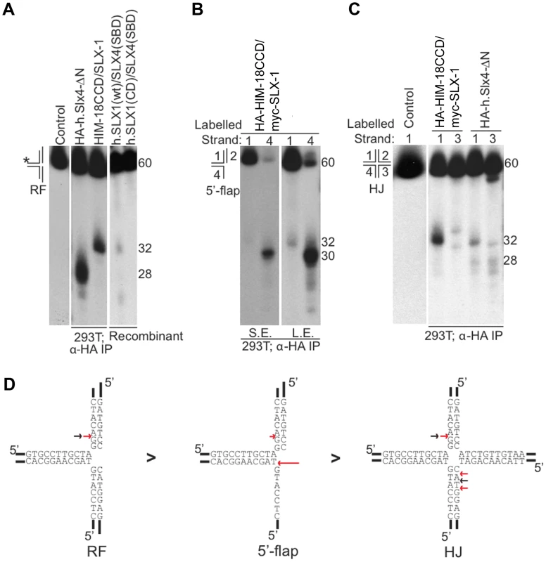 Cleavage specificity of the <i>C. elegans</i> HIM-18/SLX-1 complex.
