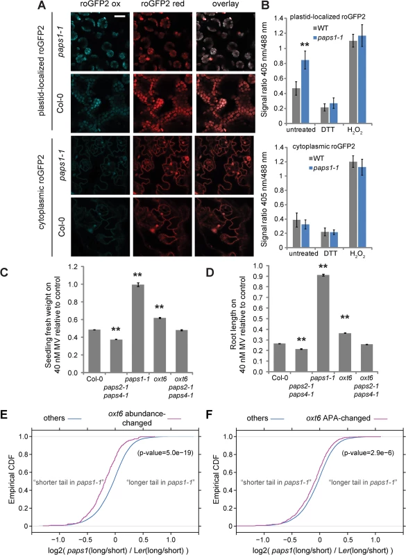Role of <i>PAPS1</i> in redox homoeostasis and oxidative-stress response.