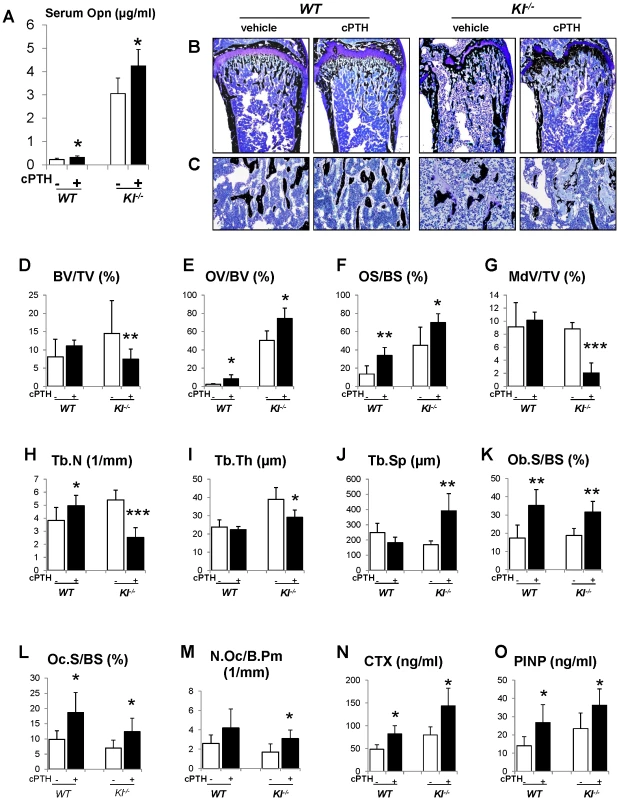 Infusion of PTH increases Opn levels and leads to a more severe mineralization defect.
