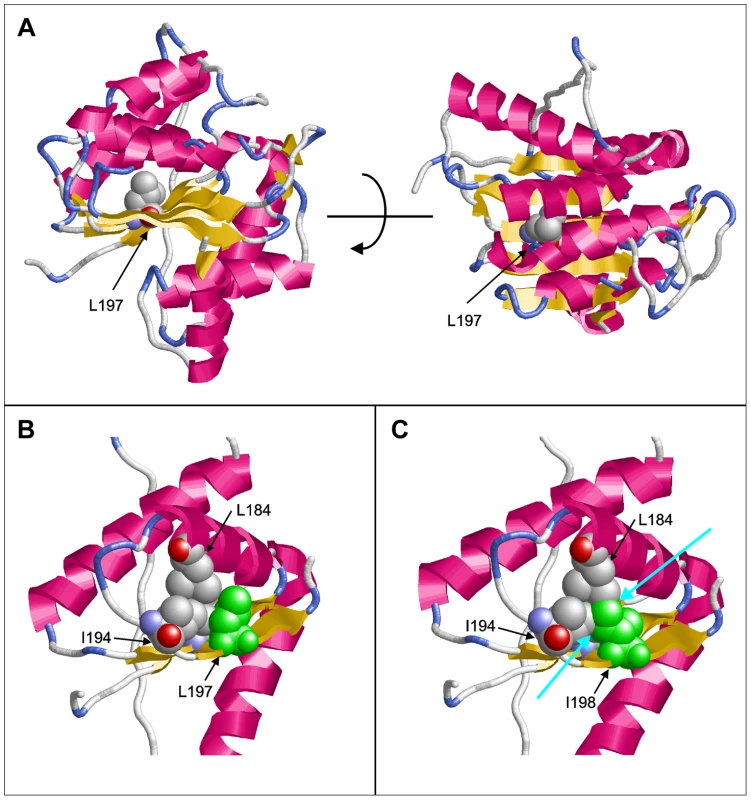 Molecular modeling of PGAP1.
