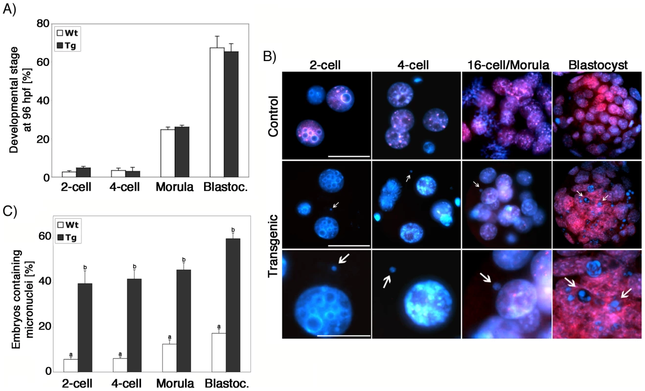 Lack of ATRX function during oogenesis results in severe genomic instability in the pre-implantation embryo.