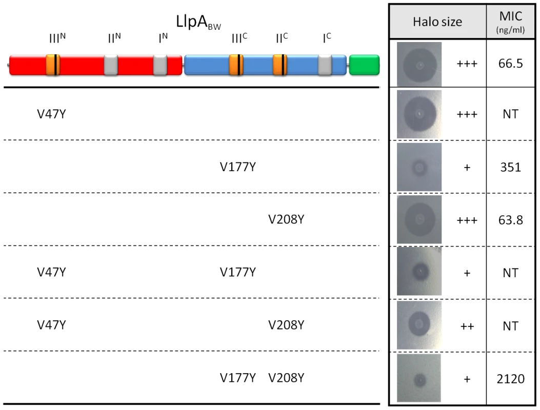 Inhibitory activity of wild-type LlpA<sub>BW</sub> and selected mutants with modified (potential) mannose-binding sites.