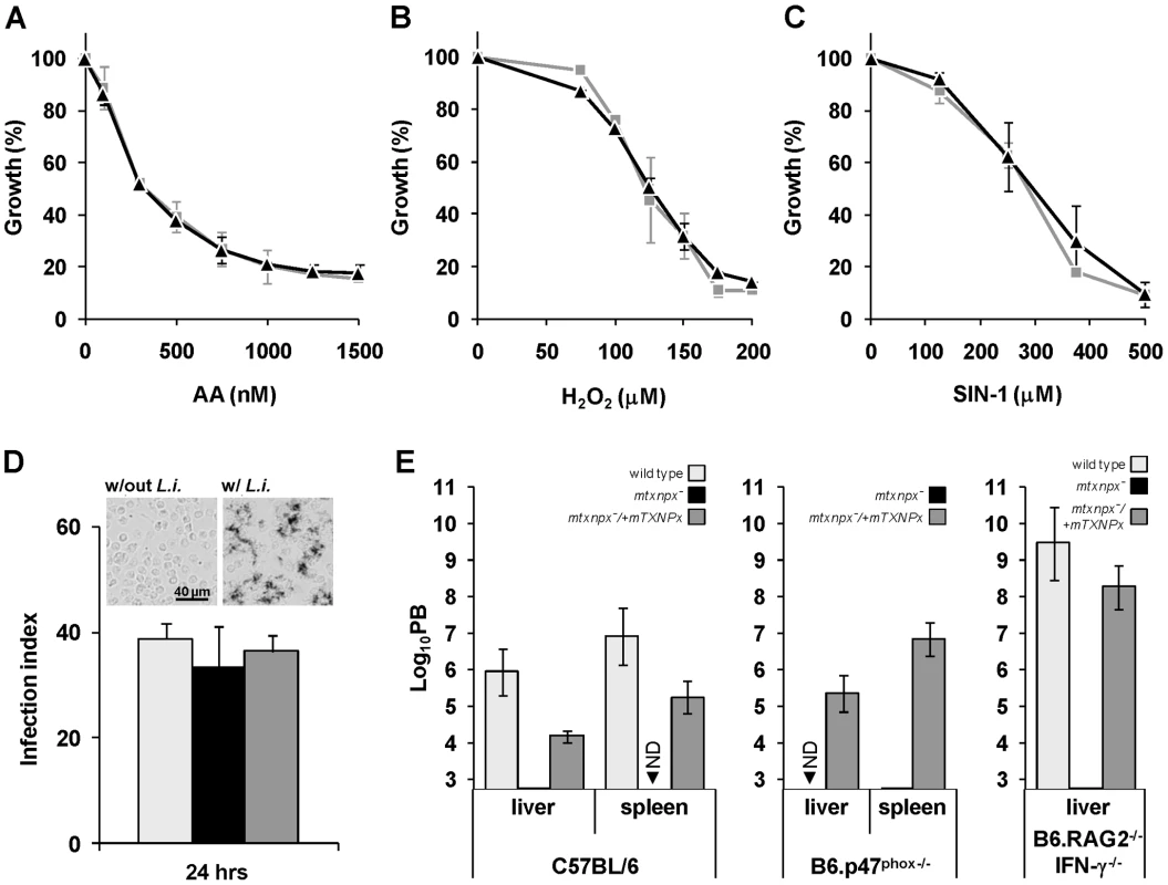 Depletion of mTXNPx has no impact on the antioxidant capacity of promastigotes.