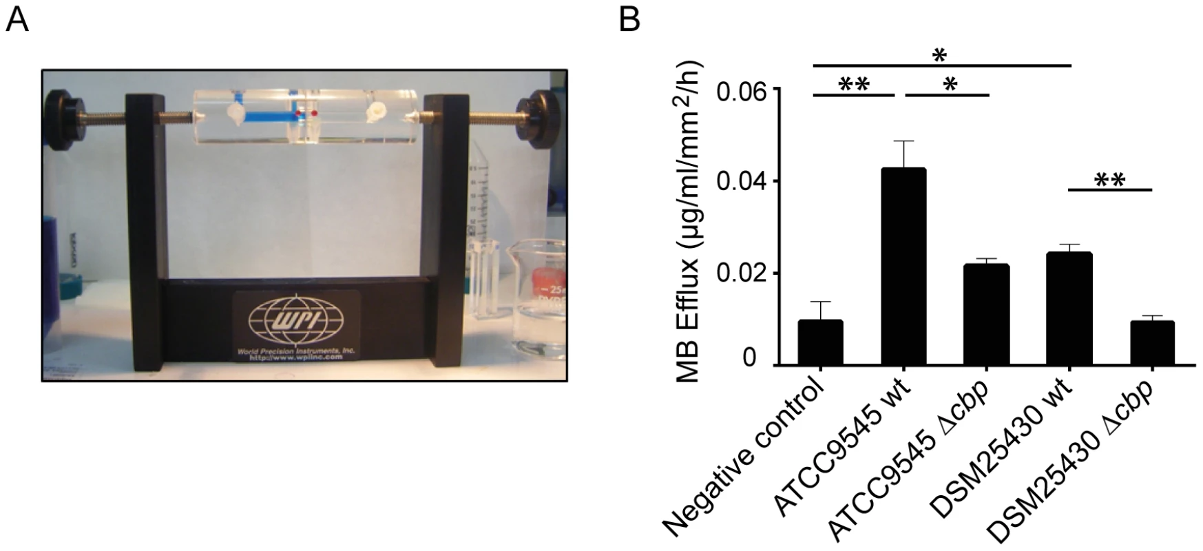 Degradation of insoluble chitin structures by <i>P. larvae Pl</i>CBP49.