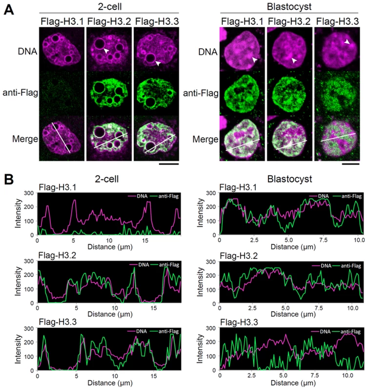 Intranuclear distribution of H3 variants changes dynamically during preimplantation development.