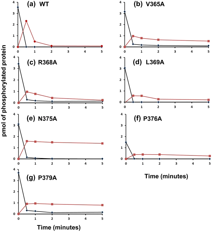 Phosphotransfer Assays with Phosphatase Mutants.