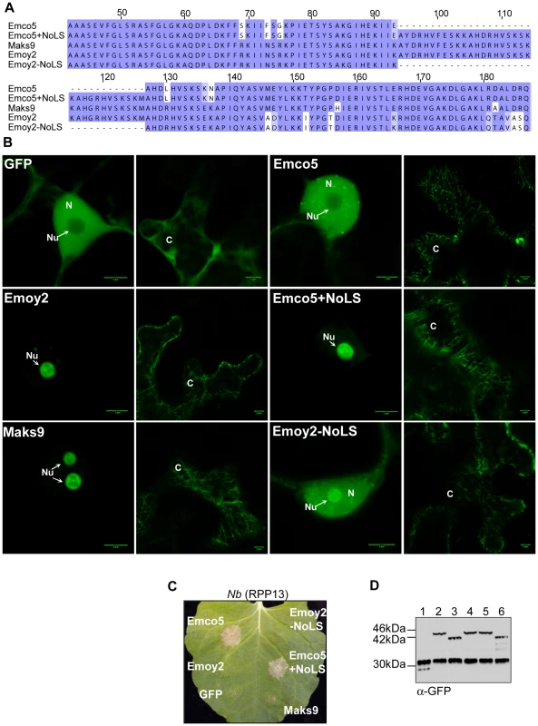 Nucleolar targeting signal of ATR13. A.
