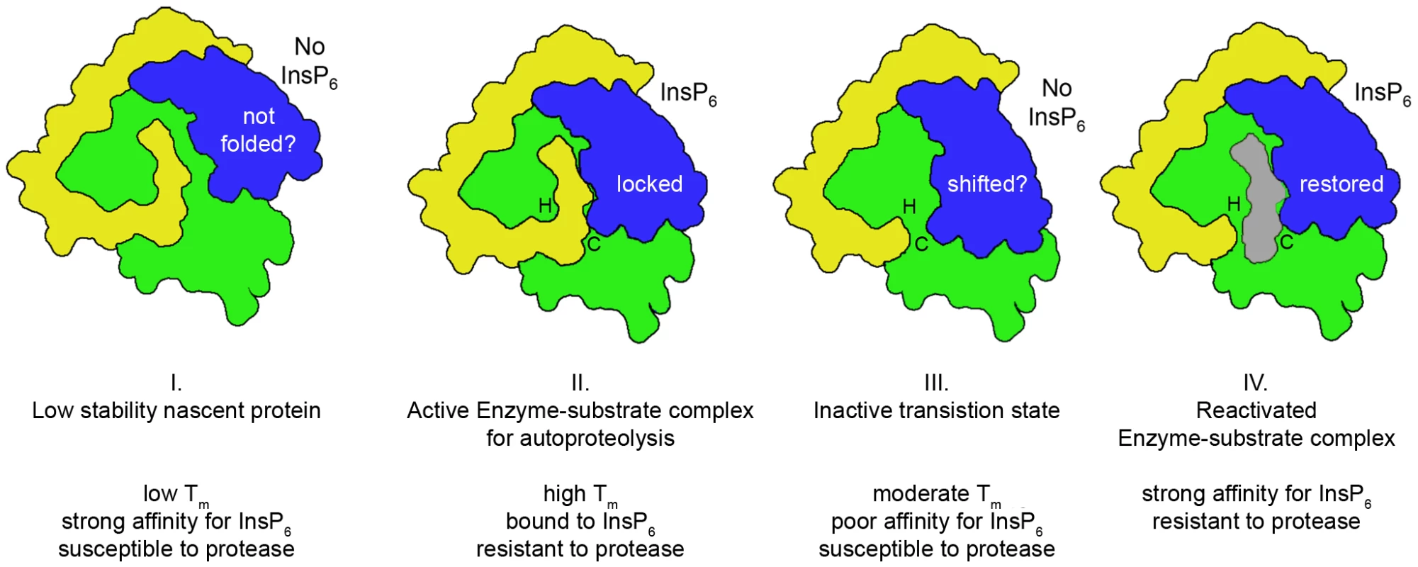 Proposed model for cooperative activation and reactivation of MARTX<sub>Vc</sub> CPD by InsP<sub>6</sub>.