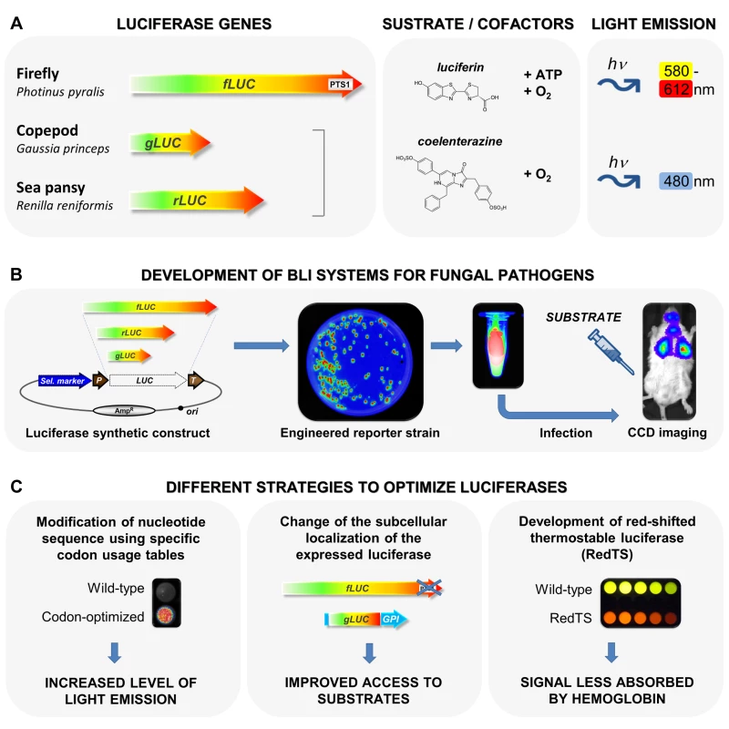Development and optimization of bioreporters for fungal infection BLI.