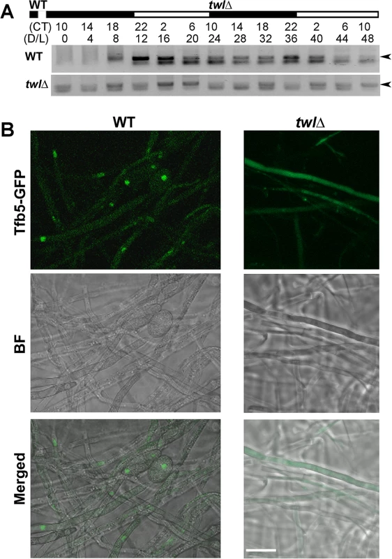 Twl regulates <i>M</i>. <i>oryzae</i> conidiation by rhythmic and phototropic induction of <i>TFB5</i>.