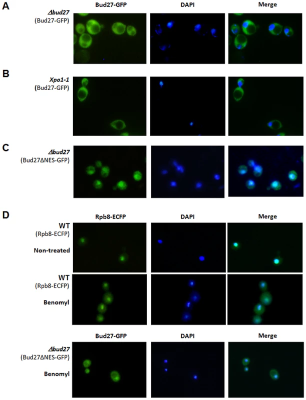 Bud27 shuttles between nucleus and cytoplasm.