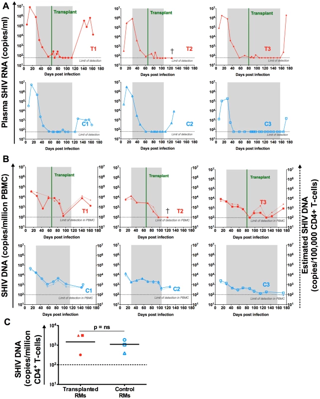 SHIV-RNA and -DNA levels post ART interruption.