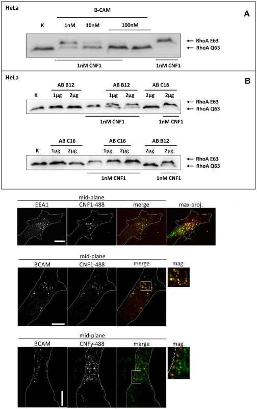 Competition and colocalization studies with HeLa cells.