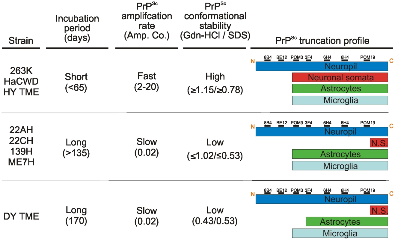 The relationship between PrP<sup>Sc</sup> replication, stability and deposition in neurons is predictive of the incubation period of disease.