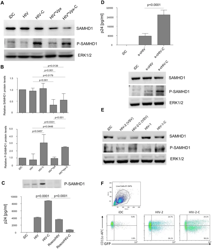 SAMHD1 is highly phosphorylated in HIV-C-DCs.