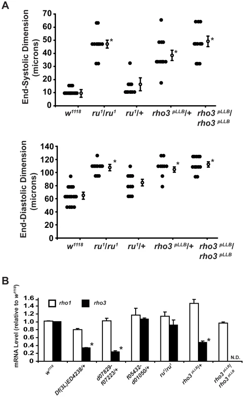 Flies with mutant alleles encoding <i>ru<sup>1</sup></i> or <i>rho3<sup>pLLB</sup></i> have enlarged cardiac chambers.